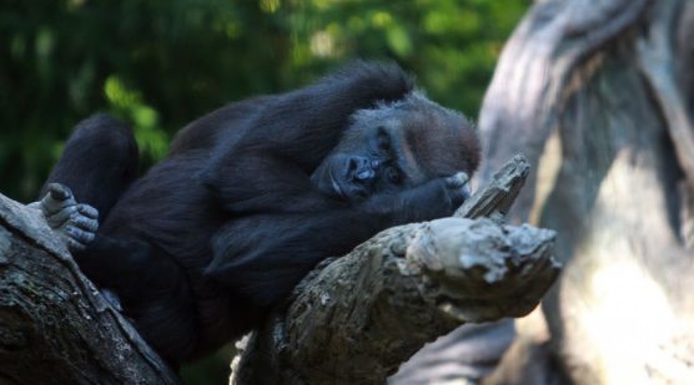 gorillatoursafari